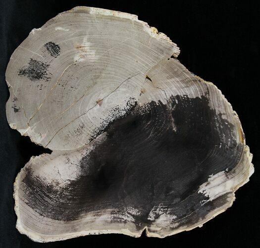 Petrified Wood Slab - Sweethome, Oregon #25857